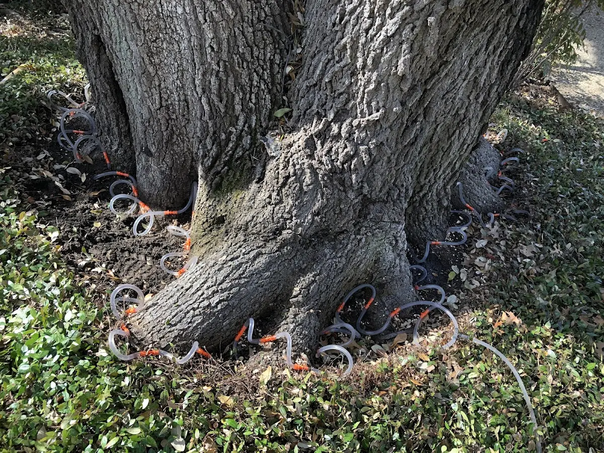 Detailed Tree Cabling and Bracing job site in Gretna
