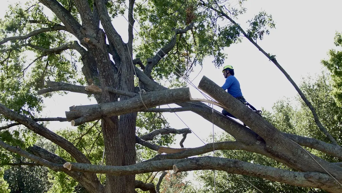 Professional Crown Thinning performed by certified arborists in Gretna