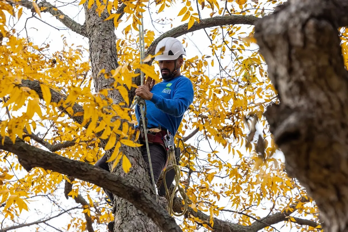 Skilled Tree Pruning crew working in Gretna